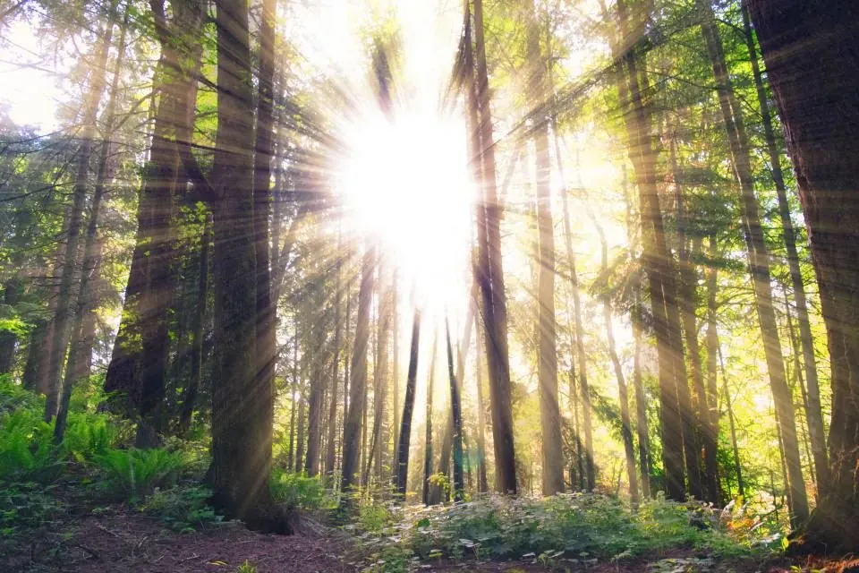 Legal Forest