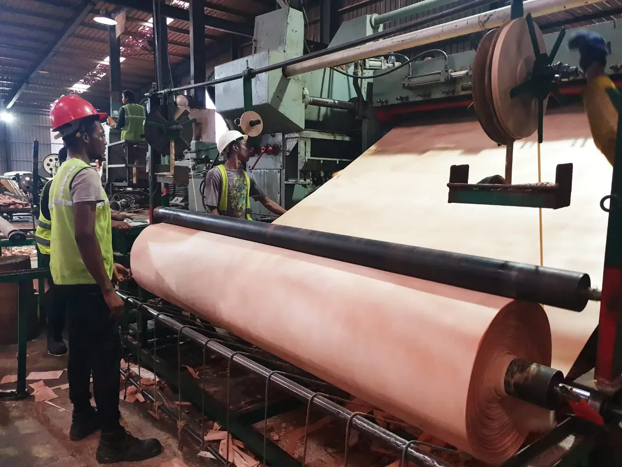 Rotary lathe peeling a continuous ribbon of Okoume veneer